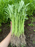 Generic 420+ Ong Choy Seeds - Rau Muong La TRE - Kong Xin