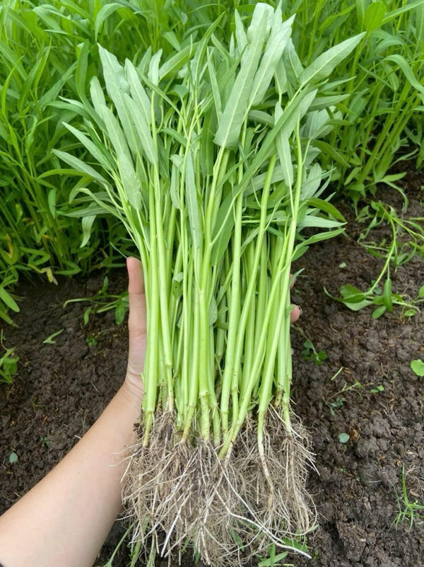 Generic 1000+ Organic Water Spinach Seeds Kangkong, Ong Choy, Rau Muong Heirloom, Non-GMO,