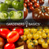 16 Pack Gardeners Basics, Tomato Seeds for Planting Variety Heirloom Tomato Seeds, Tiny Tim, Cherry Tomato Seeds