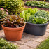 Sunutri Seeds 2500+ 9 Greens Seeds Collection, Seeds, Heirloom Varieties, Arugula, Beet, Upland Cress, Vates Collard