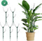 5 Pack Stackable Monstera Plant Support, 2025 New Plant Stakes for Indoor