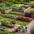 Sunutri Seeds 2500+ 9 Greens Seeds Collection, Seeds, Heirloom Varieties, Arugula, Beet, Upland Cress, Vates Collard
