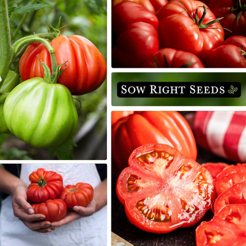 1 2 lb Sow Right Seeds - Mortgage Lifter Tomato Seeds for Planting - Meaty to Flavorful Fruits - Non-GMO Heirloom