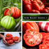 1 2 lb Sow Right Seeds - Mortgage Lifter Tomato Seeds for Planting - Meaty to Flavorful Fruits - Non-GMO Heirloom