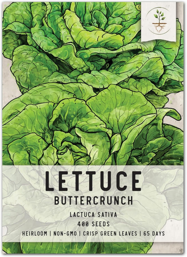 Seed Needs, Buttercrunch Lettuce Seeds - 400 Heirloom Seeds for Planting Lactuca