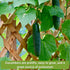 Pack Packets Sow Right Seeds - Cucumber Seed Collection for Planting - Pale Armenian, Pickling, Lemon, Beit Alpha