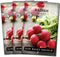 Sow Right Seeds - Champion Radish Seed for Planting - Non-GMO Heirloom