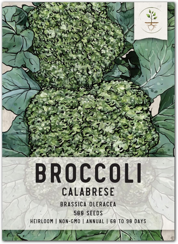 Seed Needs, Calabrese Broccoli Seeds - 500 Heirloom Seeds for Planting Brassica