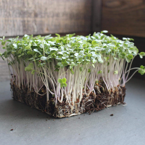 29 (1 Lb) Waltham Broccoli Seeds | Non-GMO Bulk Heirloom Broccoli Seeds for Sprouting, Microgreens, Vegetable