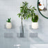 Acrylic Wall Shelves for Storage,Floating Shelf,Clear Display Shelves,Ledges for Pop Figures Plant Organizer for Toy