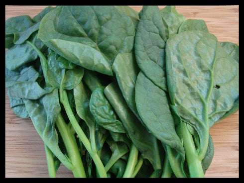 93% Gaea's Blessing Seeds - Malabar Spinach Seeds - Non-GMO Seeds with Easy to Follow Planting Instructions - Heirloom