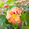 Eden Brothers Nasturtium Seeds - Gleam Salmon