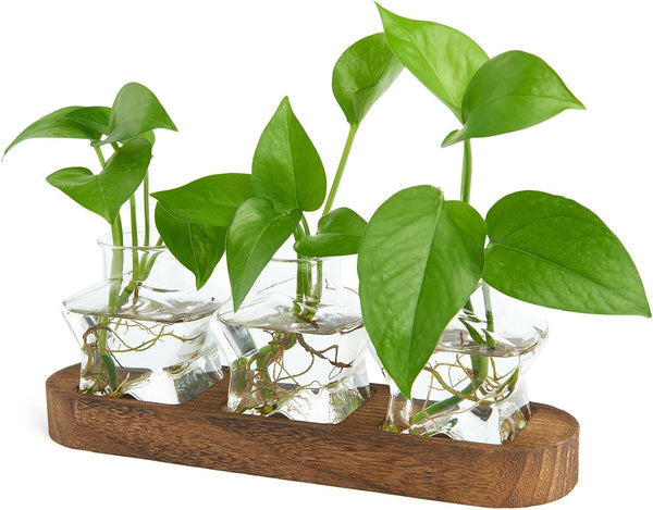 XXXFLOWER Plant Propagation Station with Wooden Stand,Air Plant Terrarium Starter Kits Star