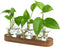 XXXFLOWER Plant Propagation Station with Wooden Stand,Air Plant Terrarium Starter Kits Star