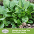 (5 Packs) Corn Salad Seeds for Planting - Mache, Lamb's Lettuce - Cold Hardy Salad Greens - Heirloom Verte de Cambrai