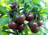 Harley Seeds 30+ Black Cherry Tomato Seeds, Heirloom Non-GMO, Low Acid, Indeterminate, Open-Pollinated, Sweet,