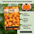 Sow Right Seeds - Yellow and Orange Tomato Seed Collection for Planting - Brandywine, Jubilee, Kelloggs Breakfast