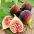 50+ Seed King Figs Sweet Fresh Fruit Seeds for Planting Outdoor-Non-GMO Heirloom Rare Fig Tree Plant in Your Home