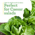 19.3 oz. 4-pack Bonnie Plants Green Romaine Lettuce