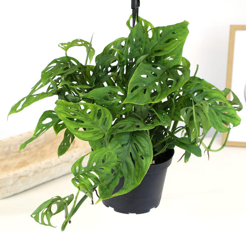 6" Swiss Cheese Plant Monstera Adansonii Live Plant Hanging Basket, Swiss Cheese Monstera Plant Live House Plants