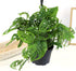 6" Swiss Cheese Plant Monstera Adansonii Live Plant Hanging Basket, Swiss Cheese Monstera Plant Live House Plants