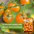Packet (1) Sow Right Seeds - Orange Cherry Tomato Seeds for Planting - Non-GMO Heirloom with Instructions to Plant
