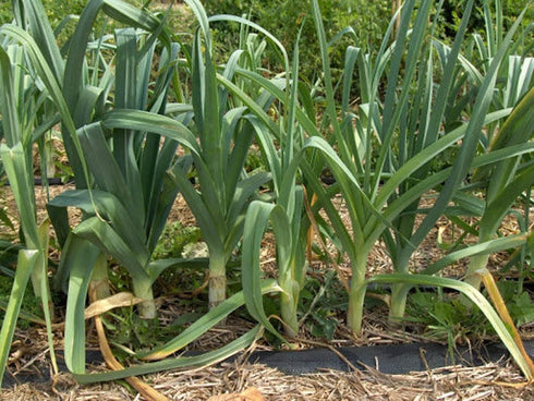 Generic 250 0.8 Large American Flag Leek Seeds for Planting Short Day Italian Heirloom Onion. Non GMO Grams Garden