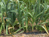 Generic 250 0.8 Large American Flag Leek Seeds for Planting Short Day Italian Heirloom Onion. Non GMO Grams Garden