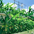 500+ Kong Xin CAI Vegetable Seeds Water Spinach Kangkong Delicious Vegetable Seeds for Green Leaf Planting Garden