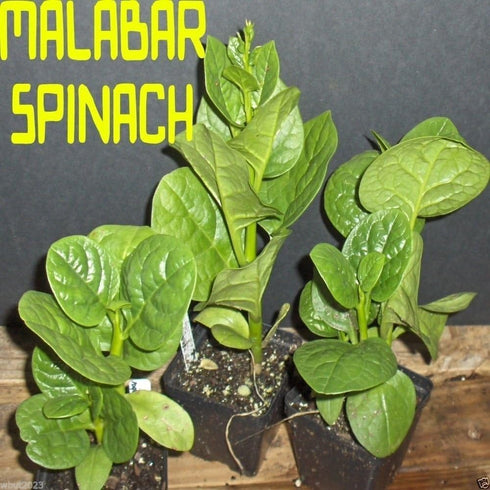 wbut2023 500 Green Malabar Spinach Seeds - Heat loving, frost sensitive.fast-growing vine