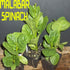 wbut2023 500 Green Malabar Spinach Seeds - Heat loving, frost sensitive.fast-growing vine