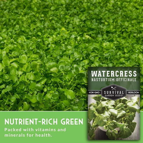 Packet (3 Packs) Watercress Seed for Planting - with Instructions to Grow Nasturtium officinale in Your Home Vegetable