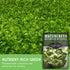 Packet (3 Packs) Watercress Seed for Planting - with Instructions to Grow Nasturtium officinale in Your Home Vegetable