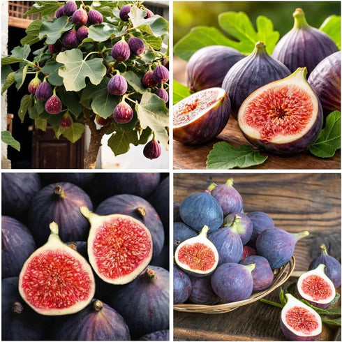 50+ Seed King Figs Sweet Fresh Fruit Seeds for Planting Outdoor-Non-GMO Heirloom