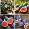 50+ Seed King Figs Sweet Fresh Fruit Seeds for Planting Outdoor-Non-GMO Heirloom