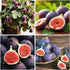 50+ Seed King Figs Sweet Fresh Fruit Seeds for Planting Outdoor-Non-GMO Heirloom