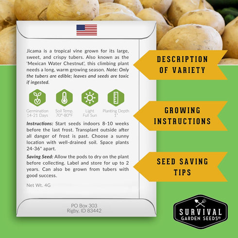 (1 Pack) Jicama Seeds for Planting Mexican Turnip (Pachyrhizus Erosus), Yam Bean Root Vegetable Drought-Tolerant