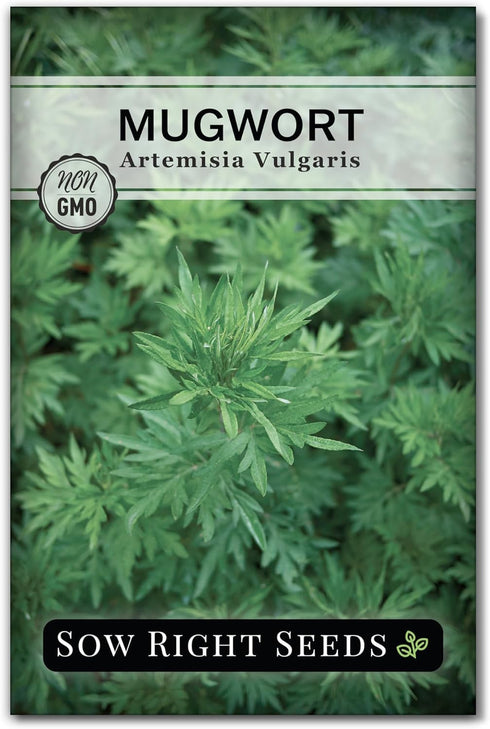 Sow Right Seeds - Mugwort Seeds for Planting - Non-GMO Heirloom Packet