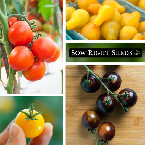 Sow Right Seeds - Cherry Tomato Seed Collection for Planting - Black, Large Red, White, Orange, Bi-Color Cherry
