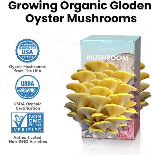 Fungiworks 4lbs 10 Organic Edible Golden Oyster Mushroom Growing Kit, Made in USA, Double-Side Mushroom Grow Kit