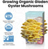 Fungiworks 4lbs 10 Organic Edible Golden Oyster Mushroom Growing Kit, Made in USA, Double-Side Mushroom Grow Kit