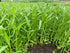 Generic 420+ 99% Ong Choy Seeds - Rau Muong La TRE - Kong Xin CAI - Water Spinach Seeds - Organic, Non GMO, Germination