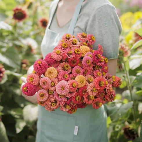 1/4 lb 3, 4, 5, 6, 7, 8, 9, 10 Eden Brothers Zinnia Seeds - Lilliput Salmon, Non-GMO Seeds for Planting, |