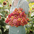 1/4 lb 3, 4, 5, 6, 7, 8, 9, 10 Eden Brothers Zinnia Seeds - Lilliput Salmon, Non-GMO Seeds for Planting, |