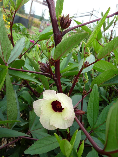 1/4 2026 TomorrowSeeds - Red Hibiscus Roselle Seeds - Pound - for Planting Hibiscus Sabdariffa Burmese Chin Baung