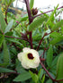 1/4 2026 TomorrowSeeds - Red Hibiscus Roselle Seeds - Pound - for Planting Hibiscus Sabdariffa Burmese Chin Baung