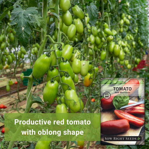 Packet (1) Sow Right Seeds - San Marzano Tomato Seeds for Planting - Non-GMO Heirloom with Instructions to Plant a Home
