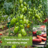 Packet (1) Sow Right Seeds - San Marzano Tomato Seeds for Planting - Non-GMO Heirloom with Instructions to Plant a Home