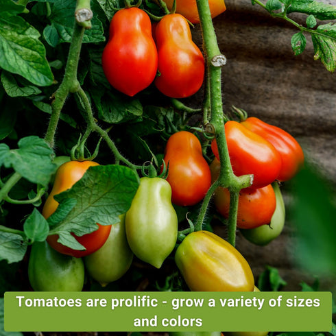 10 Packets Sow Right Seeds - Tomato Seed Collection for Planting - Varieties with Many Sizes, Shapes, and Colors