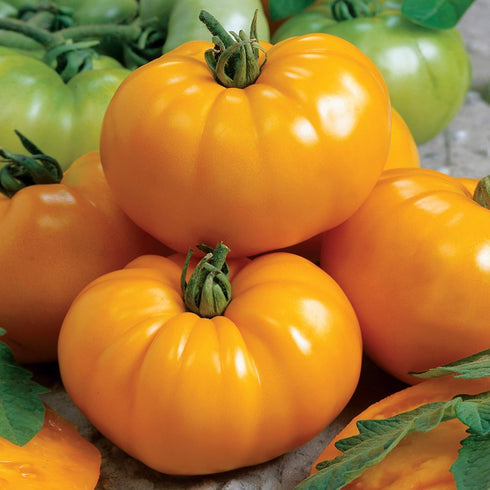 Golden Jubilee Tomato Seeds - Large Tomato - One of the Most Delicious Tomatoes for Home Growing, Non GMO